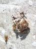 Polistes sp.